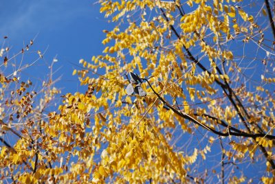 Gymnocladus dioica - nahovětvec doudomý - zrající plody